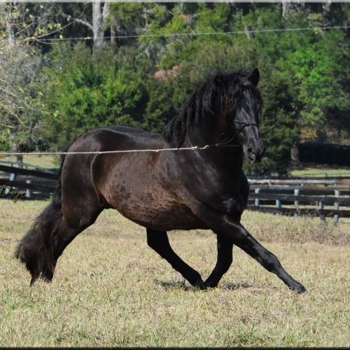 Black Andalusian Stallion for Sale in Kentucky