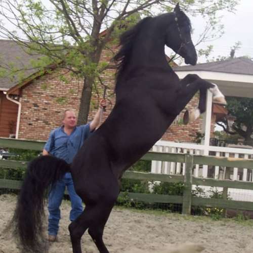 Black Arabian Stallion for Sale in Texas