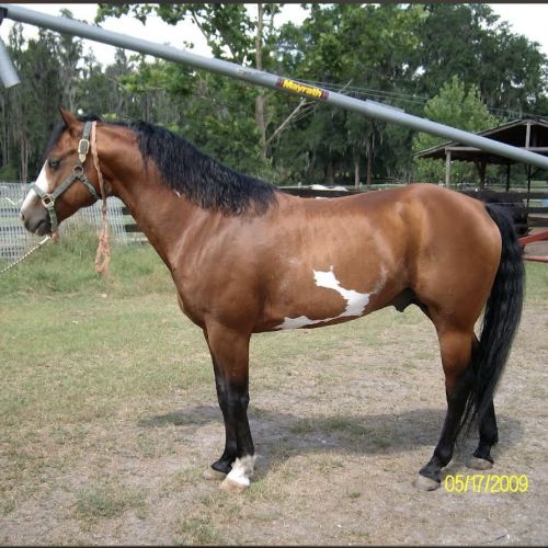 Bay Overo Paint Stallion for Sale in Florida