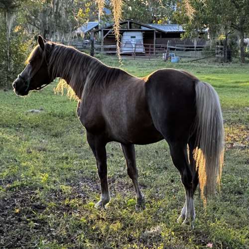 Palomino Quarter Horse Stallion for Sale in Florida