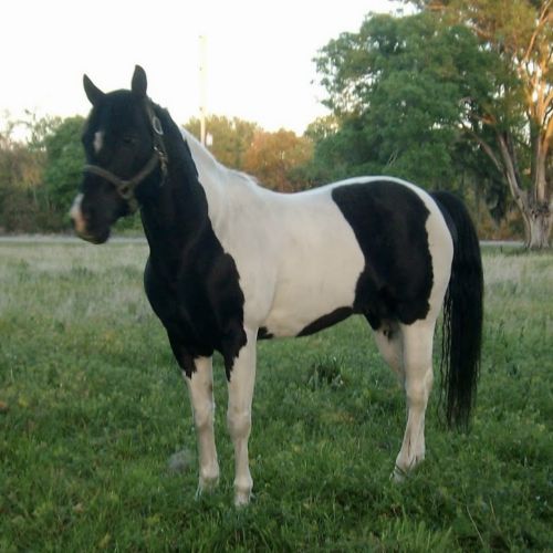 Tobiano Paint Stallion for Sale in Florida