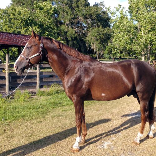 Sorrel Quarter Horse Stallion for Sale in Florida