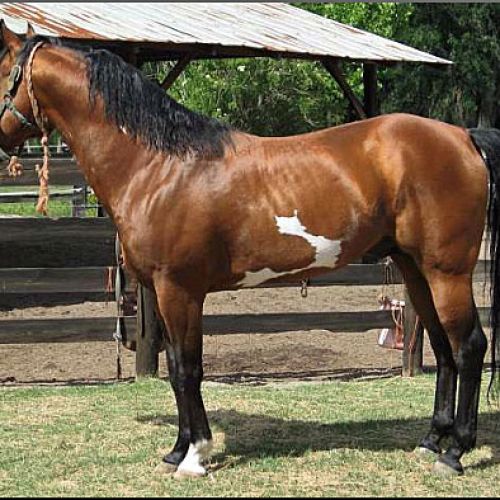 Chestnut Quarter Horse Stallion for Sale in Florida