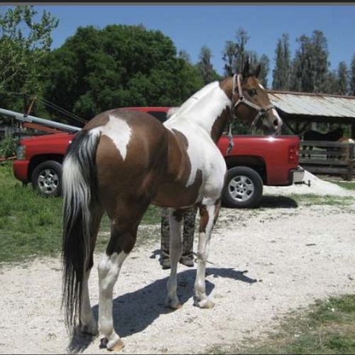 Tobiano Paint Stallion for Sale in Florida