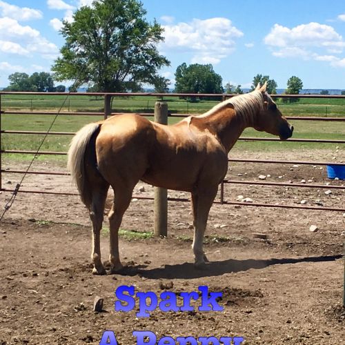 Palomino Quarter Horse Stallion for Sale in South Dakota
