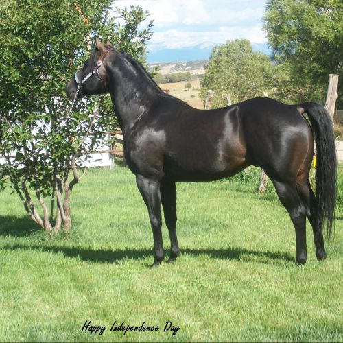 Brown Quarter Horse Stallion for Sale in Colorado