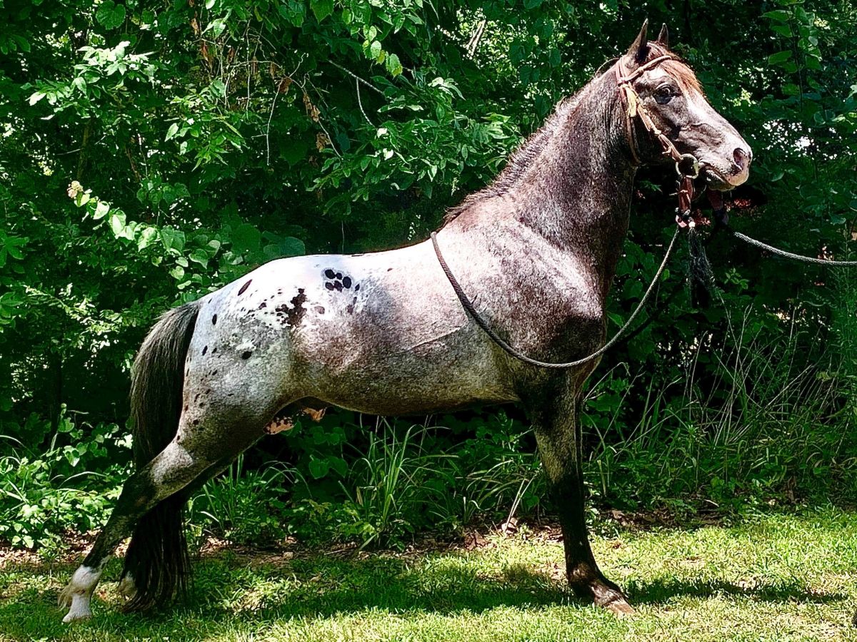 Black appy TWHBEA stallion also registered WHA and THA Black Male