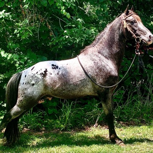Black Tennessee Walking Stallion for Sale in Texas