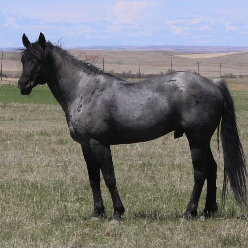 Blue Roan Quarter Horse Stallion for Sale in Montana