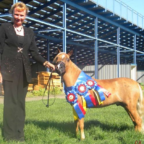 Sorrel Miniature Stallion for Sale in Oregon