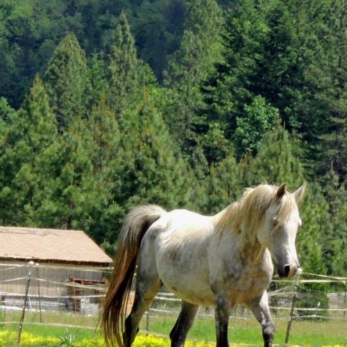 Grey Arabian Stallion for Sale in Oregon