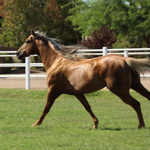 Palomino Quarter Horse Stallion for Sale in Arizona