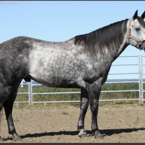 Quarter Horse Stallion for Sale in Alberta
