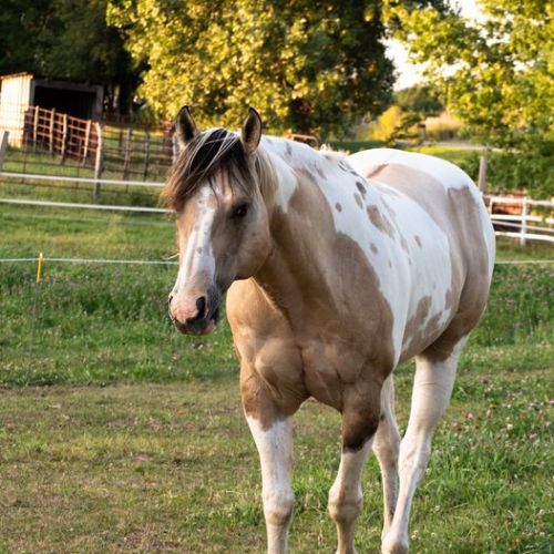 Dunskin Paint Horse for Sale in Iowa