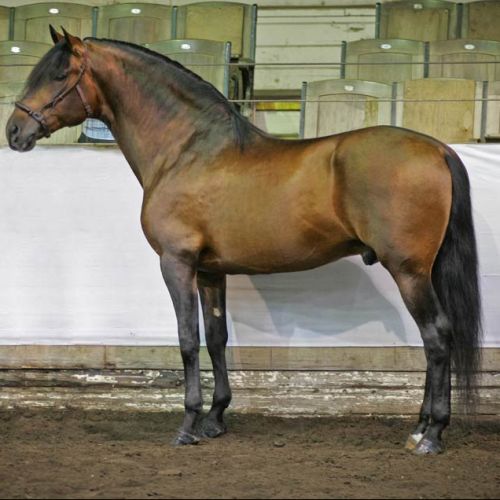 Bay Andalusian Stallion for Sale in Washington