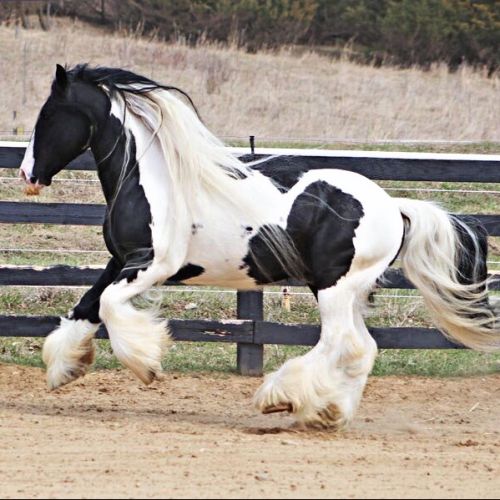 Tobiano Gypsy Vanner Stallion for Sale in Minnesota