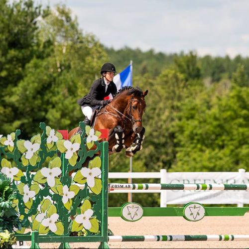 Bay Dutch Warmblood Stallion for Sale in Ontario