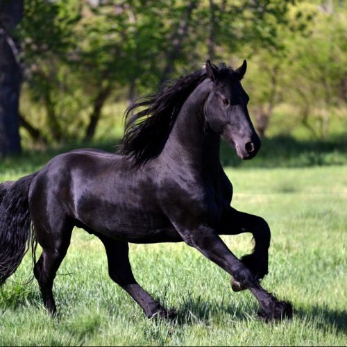 Black Friesian Stallion for Sale in Colorado
