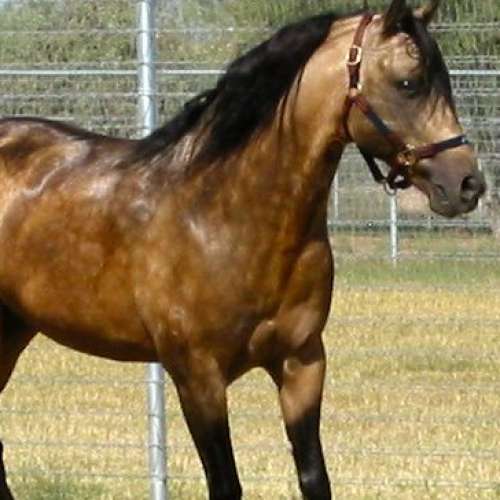 Dunskin Marchador Stallion for Sale in Arizona