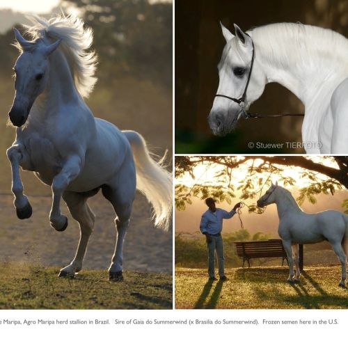 Grey Marchador Stallion for Sale in Arizona