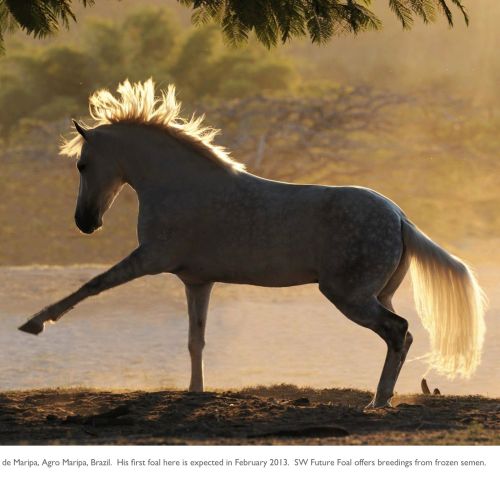 Grey Marchador Stallion for Sale in Arizona