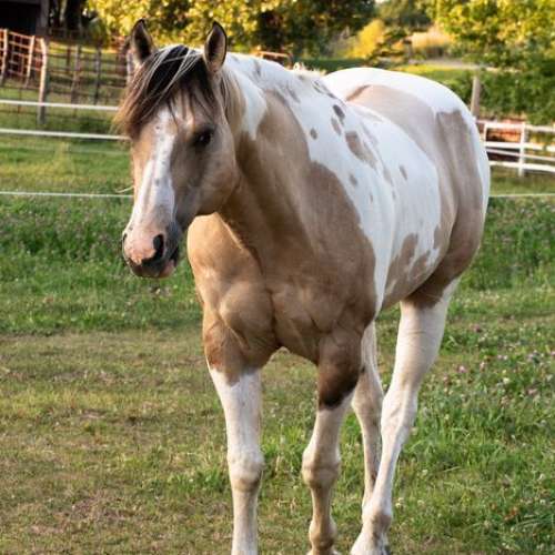 Dunskin Paint Stallion for Sale in Iowa