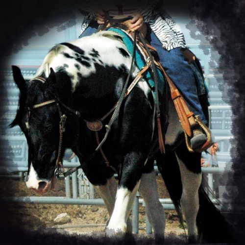 Tobiano Paint Stallion for Sale in Colorado