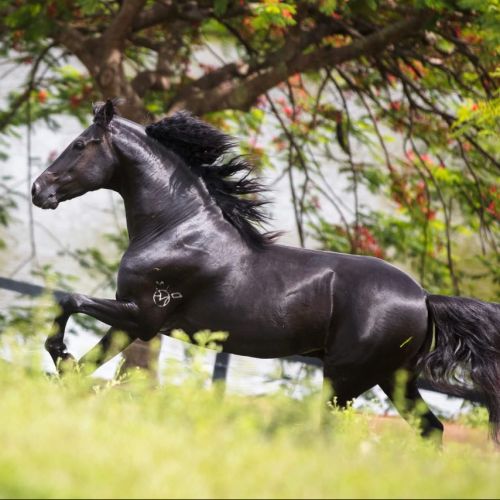 Black Marchador Stallion for Sale in Arizona