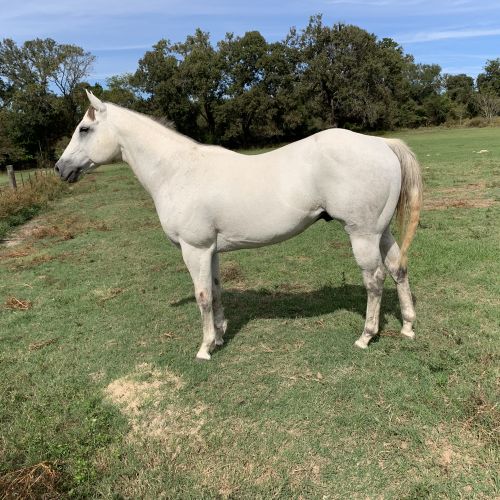 Grey Quarter Horse Stallion for Sale in Texas