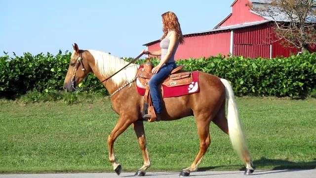 What are Walking Horses Known For? Tennessee Walkers for Sale