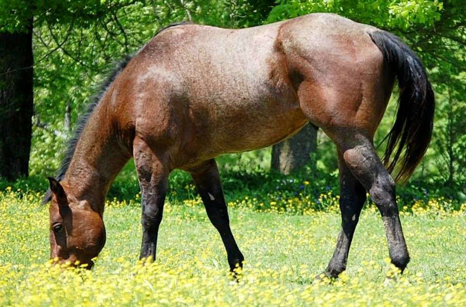 Cedar Ridge Farms Foundation Quarter Horses on EquineNow