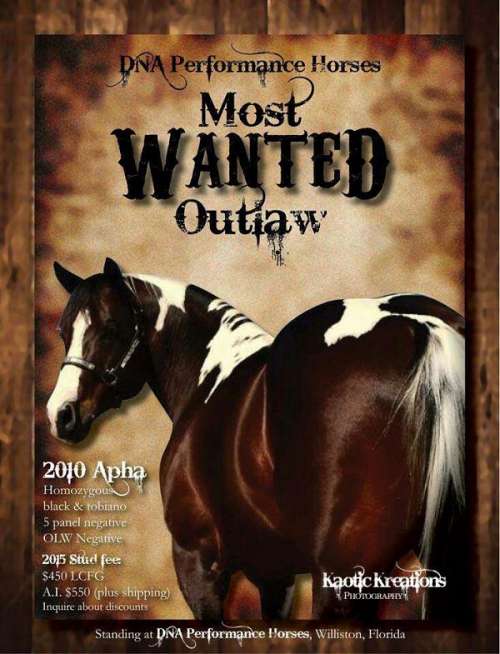 DNA Performance Horses on EquineNow