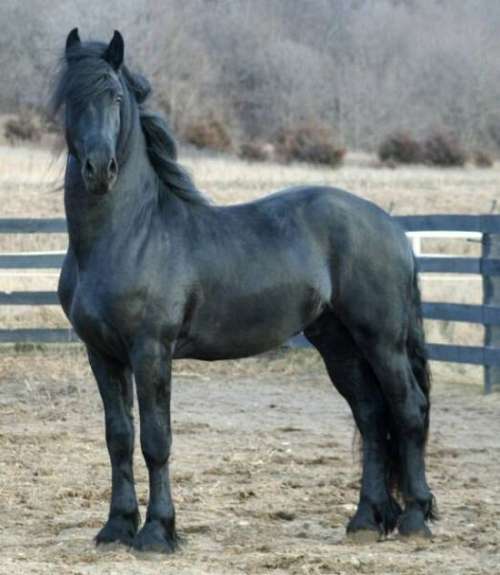 European Horse Agency on EquineNow