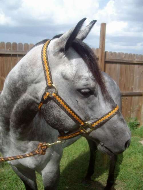 breeding AQHA cow horses on EquineNow