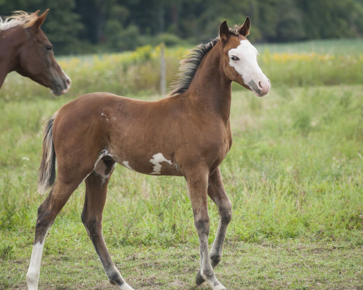 Bald Faced Horses