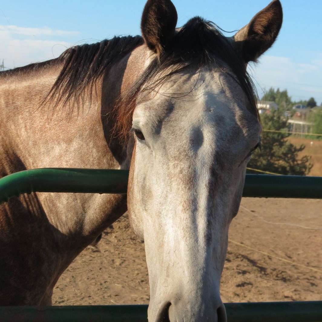 Keizer Equestrian Center LLC
