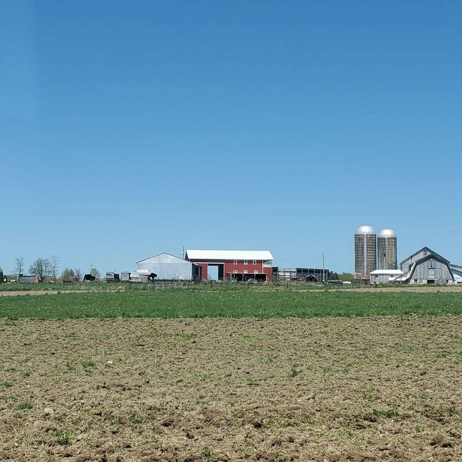 Gorgeous Black Morgan Yearling
