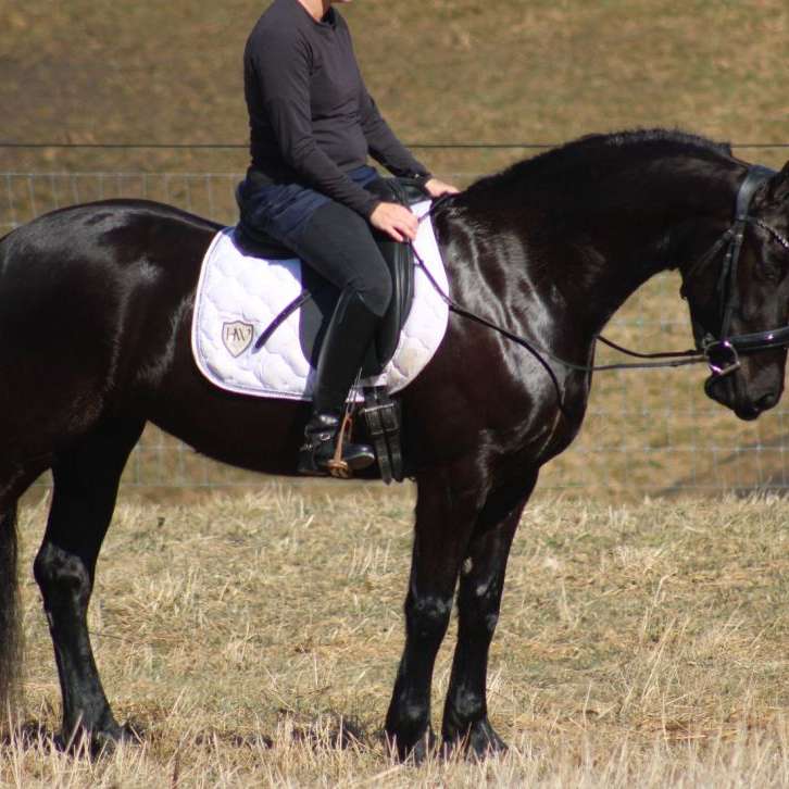 Rippling Brook Equine 