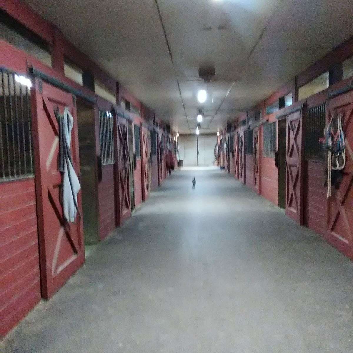 SHH STABLES