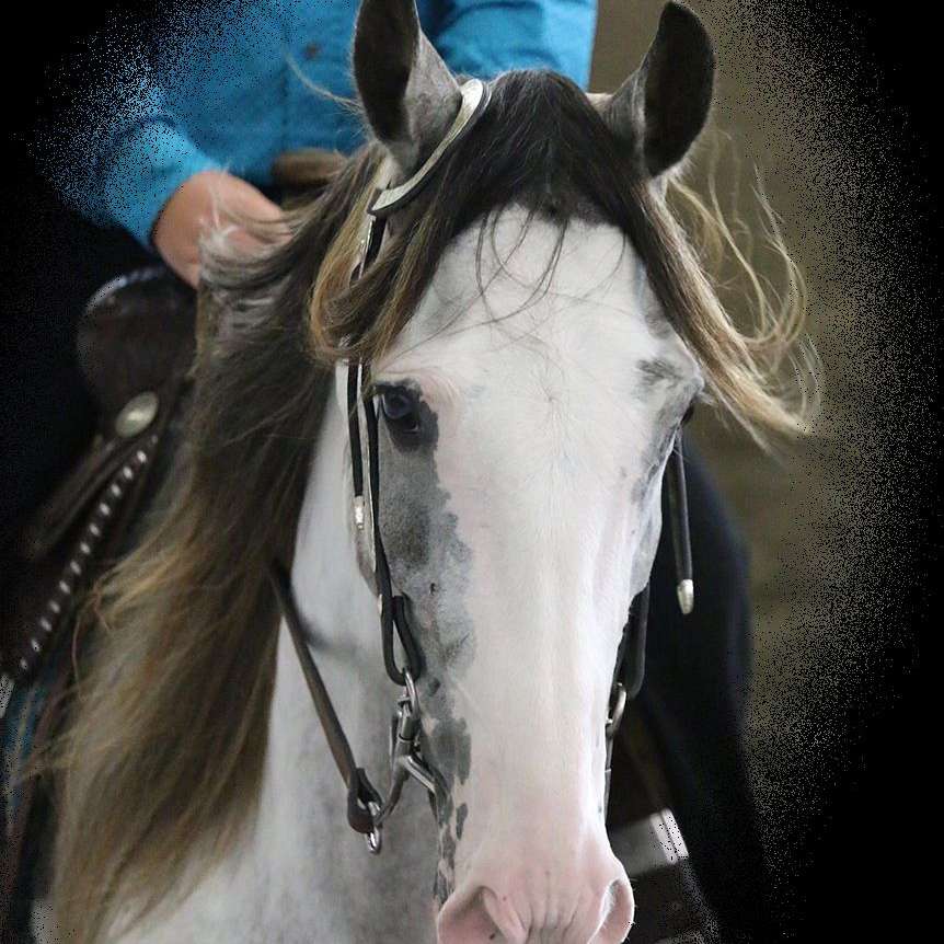 Embry Family Horses and Tack - Diamond E