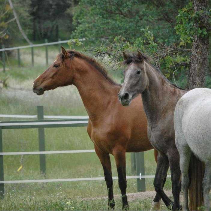 Oak Rock Canyon Ranch