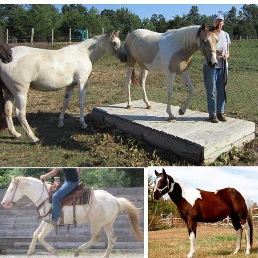 PDR Romeos Tru Rolex homozygous for tobiano and black