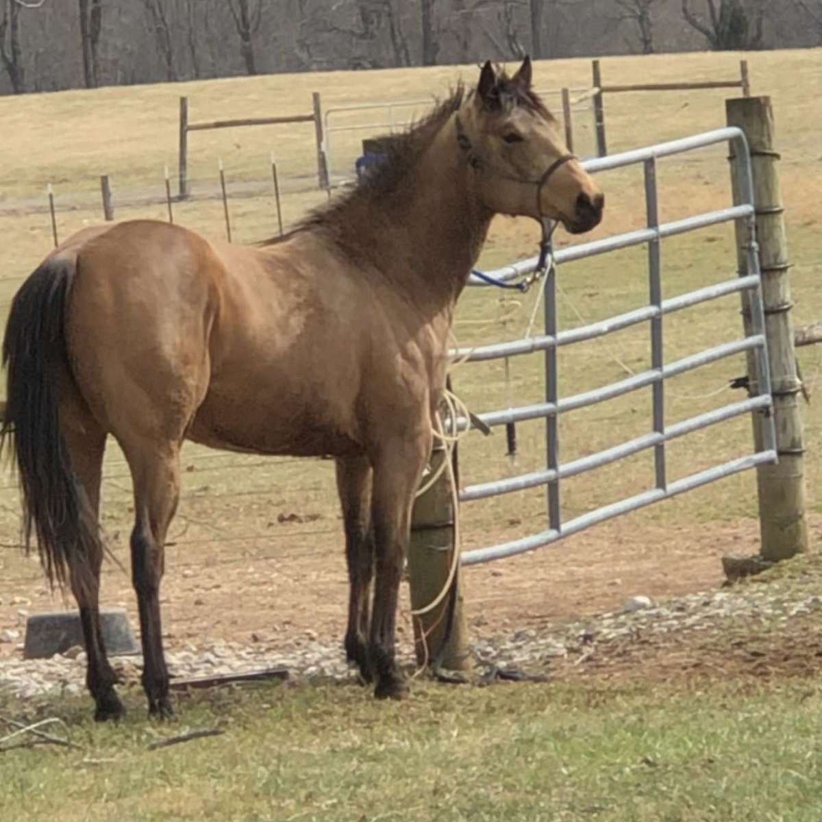 Joe looper paints and quarter horses