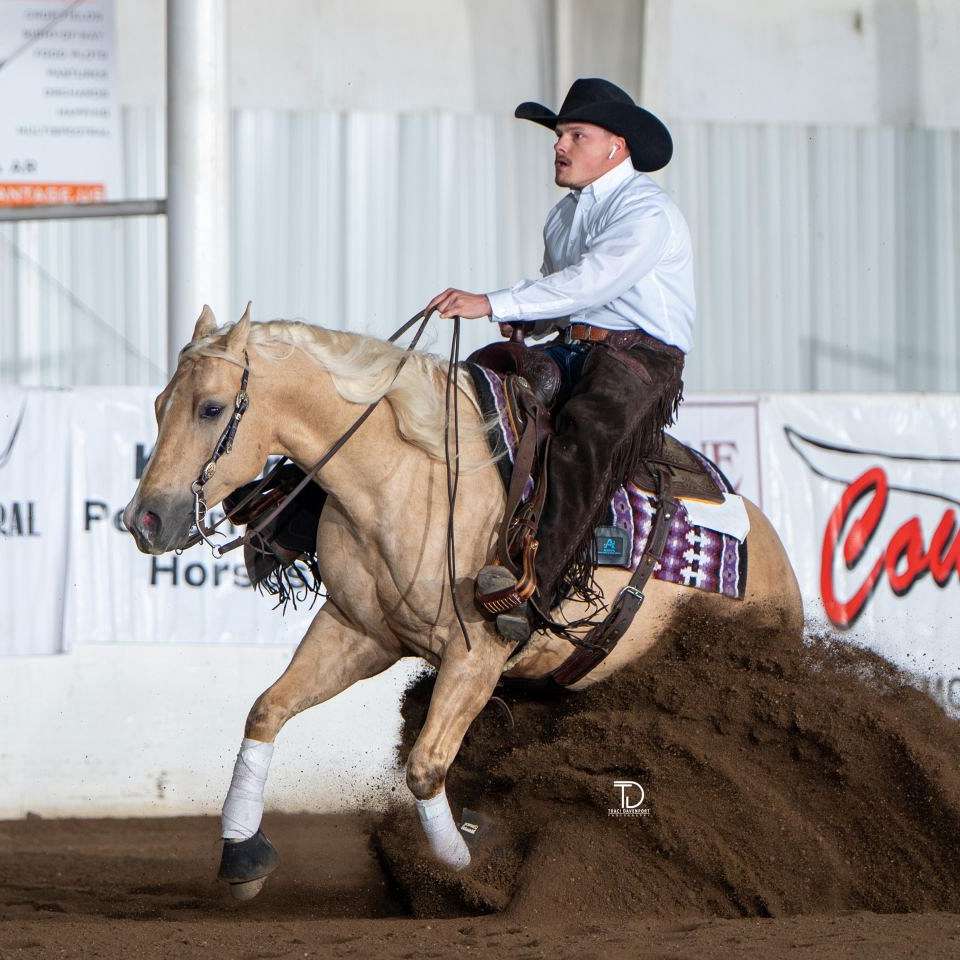 Premier horses 