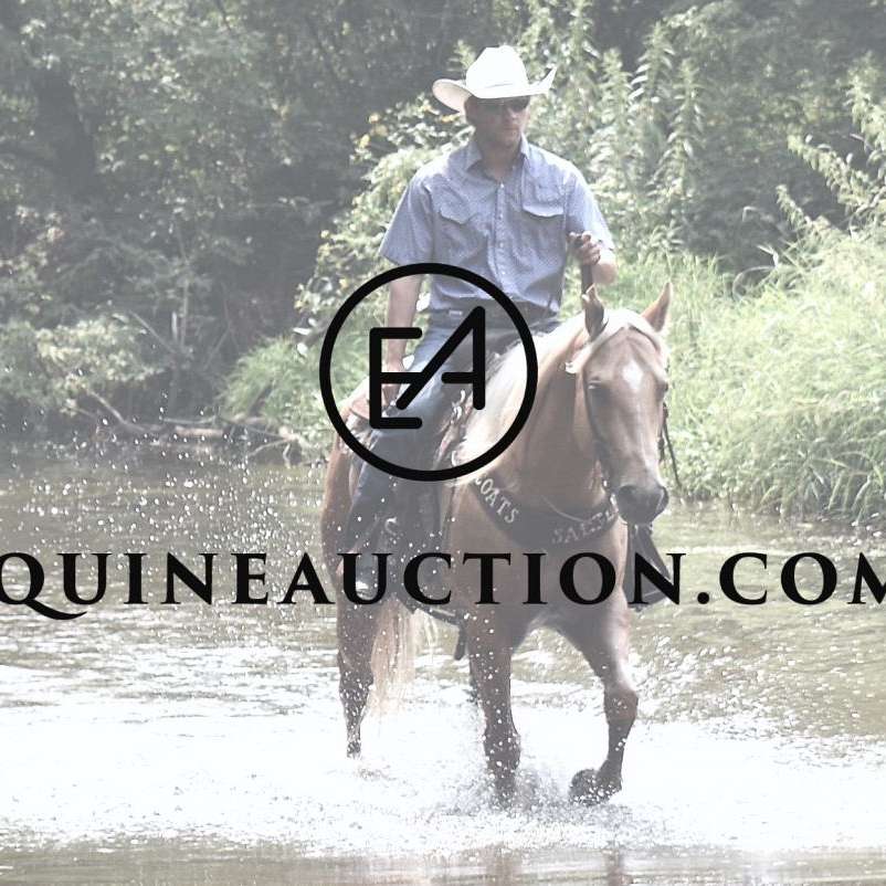 EquineAuction LLC