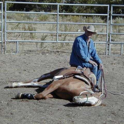 Good Beginnings Horsemanship