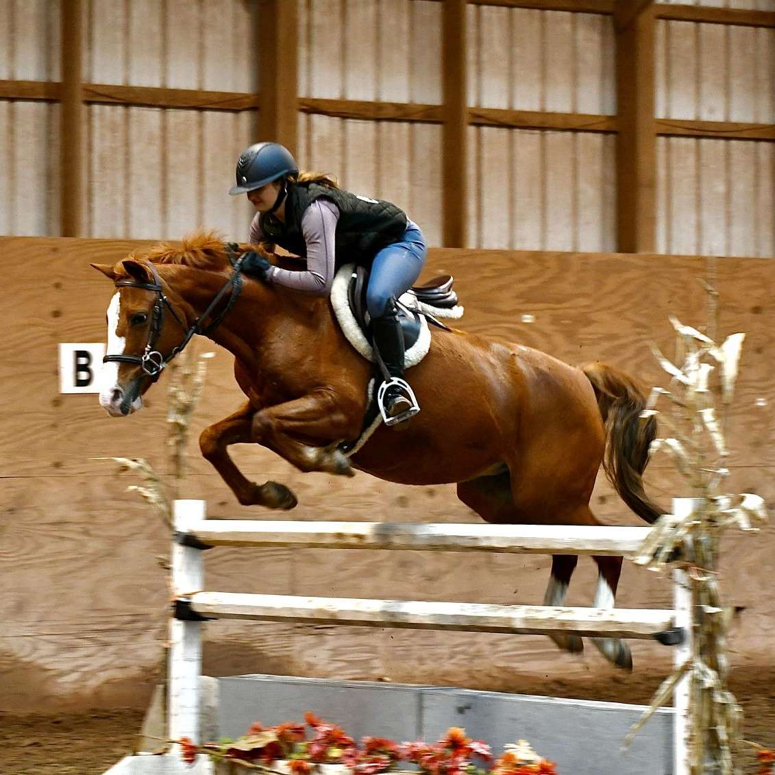 Bewitching Avenue Equine