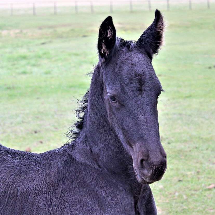 Wandering Creek Farms  Consignments