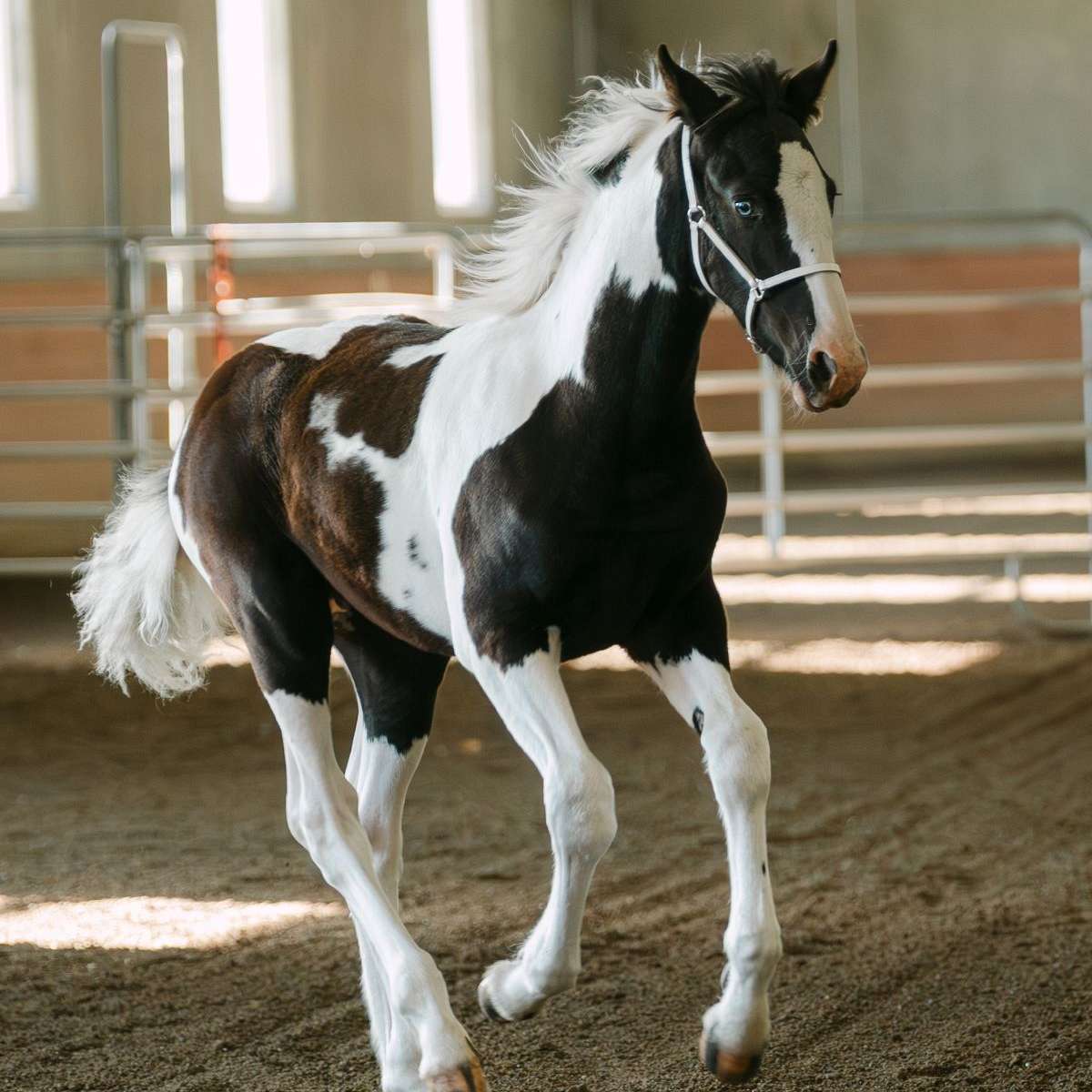 Wandering Creek Farms  Consignments
