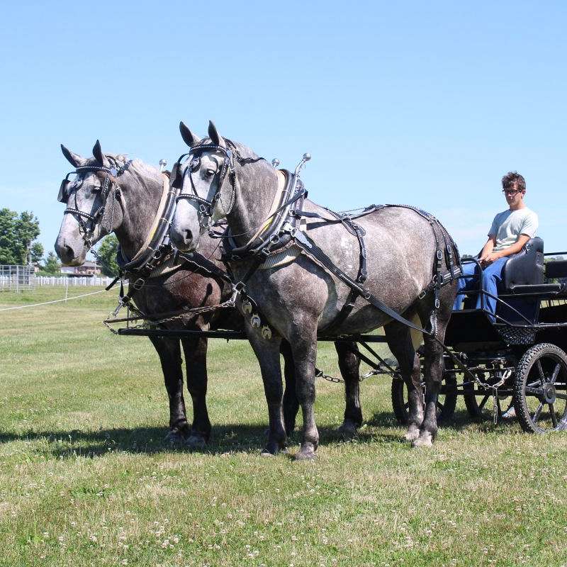 Hershberger's Farm